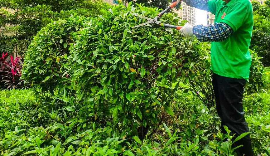 米乐：青山区城市绿化工程联系人