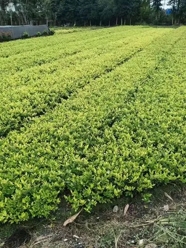 米乐：成都龙湖三千云锦实地探房-龙湖三千云锦质量、绿化、物业服务如何？